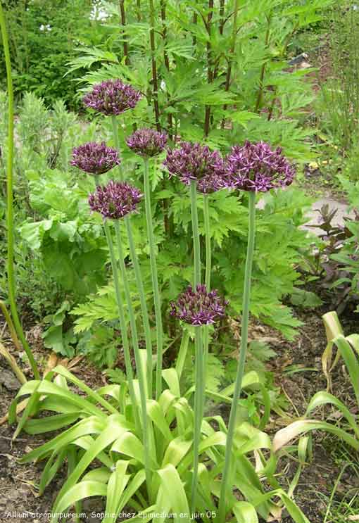 Allium atropurpureum