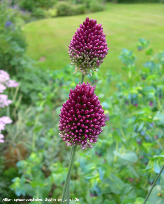 Allium sphaerocephalon