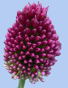 Allium sphaerocephalon