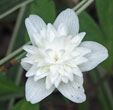 Anemone nemerosa 'Vestal'