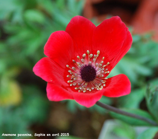 Anemone pavonina