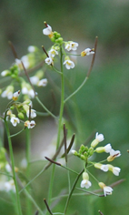 Arabidopsis thaliana