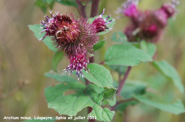 Arctium minus