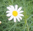 Argyranthemum gracile cv