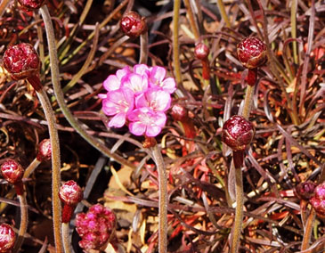 Armeria maritima 'Rubrifolia'