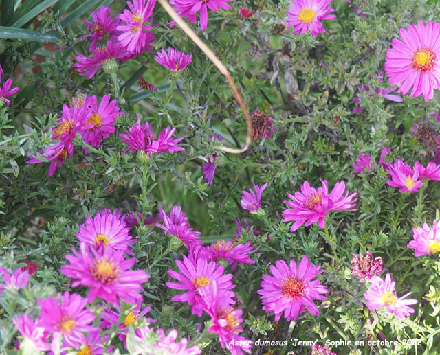 Aster dumosus 'Jenny'