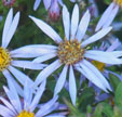 Aster 'Eleven Purple'