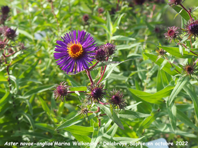 Aster novae-angliae 'Marina Wolkonsky'