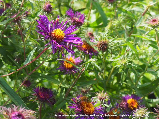 Aster novae-angliae 'Marina Wolkonsky'