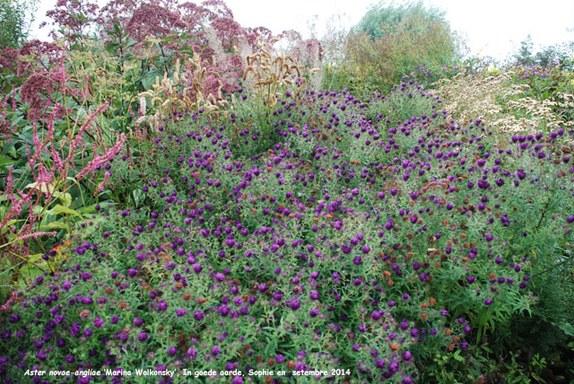 Aster novae-angliae 'Marina Wolkonsky'