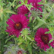 Aster novae-angliae 'Rubinschatz'