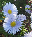 Aster novi-belgii 'Porzellan'