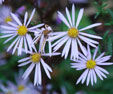 Aster pyrenaeus 'Lutetia'