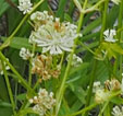 Astrantia minor