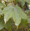 Acer cappadocicum