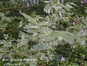 Acer negundo 'Flamingo'