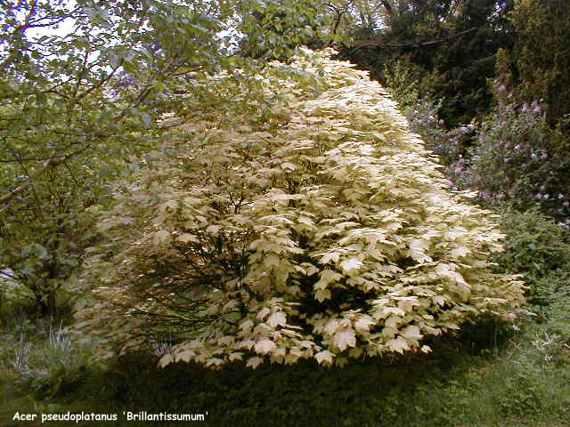 Acer pseudoplatanus 'Brillantissimum