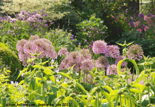 Allium hollandicum