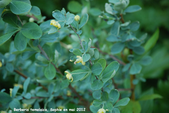 Berberris temolaica