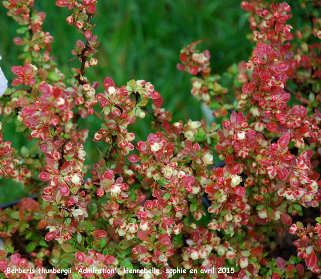 Berberis thunbergii 'Admiration'