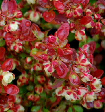 Berberis thunbergii 'Admiration'