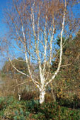 Betula utilis var. jacquemontii