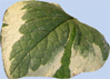 Brunnera macrophylla 'Langtrees'