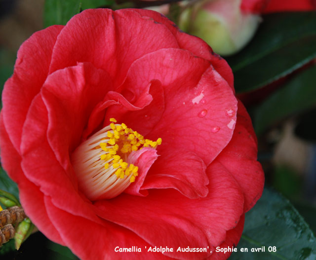 Camellia japonica 'Adolphe Audusson'