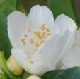 Camellia japonica cuspidata