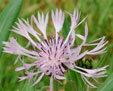 Centaurea montana 'Carnea'