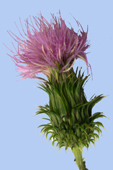 Cirsium vulgare