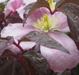 Clematis 'Fragrant Pink'