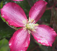 Clematis 'Van Gogh'