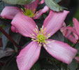 Clematis 'Warwickshire Rose'