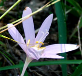 Colchicum autumnale