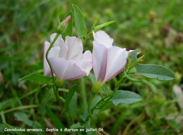 Convolvulus arvensis