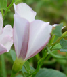 Convolvulus arvensis