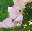 Cornus kousa var. chinensis 'Satomi'