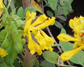 Corydalis 'Canary feathers'