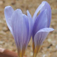 Crocus speciosus ssp. xantholaimos