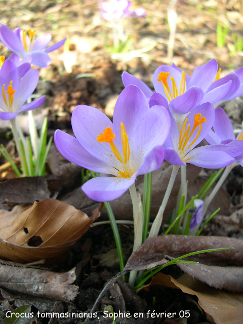 Crocus tommasinianus