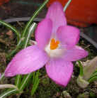 Crocus tommasinianus var. roseus