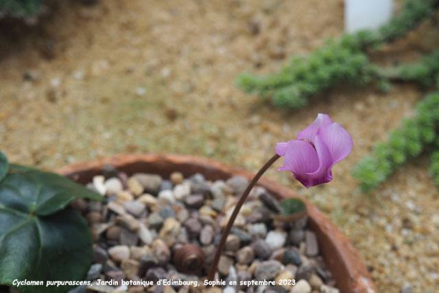 Cyclamen purpurascens