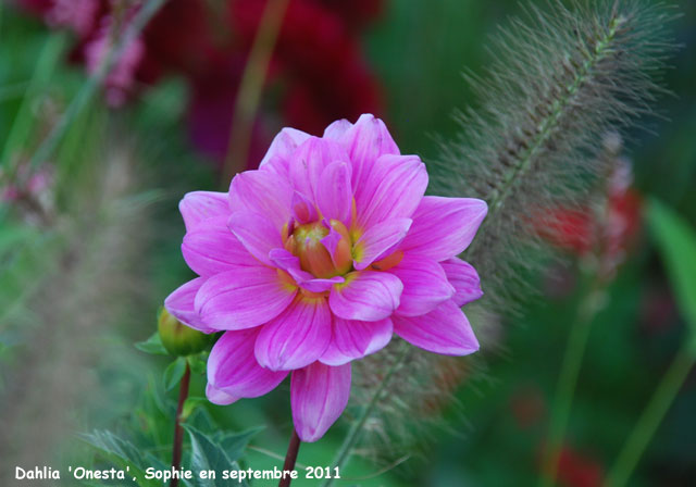 Dahlia 'Onesta'