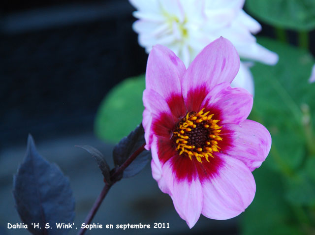 Dahlia 'H.S. Wink'