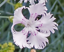 Dianthus sternbergii