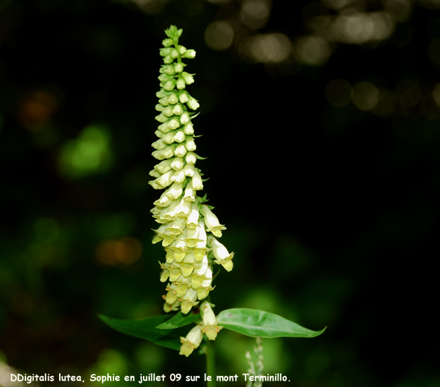 Digitalis lutea