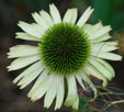 Echinacea 'Green Jewel'