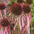 Echinacea purpurea 'White Swan'