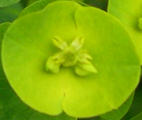 Euphorbia  amygdaloïdes var. robbiae